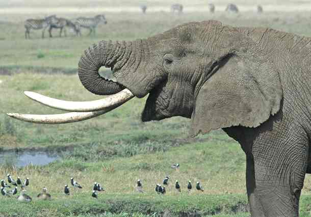 Elephant feeding