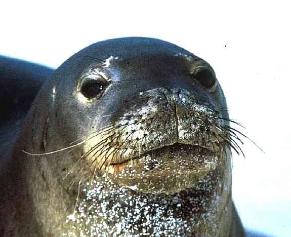 Fur seal