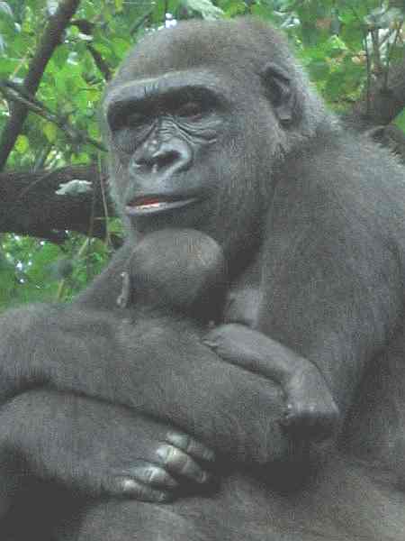 Gorilla in tree with young, Bronx Zoo