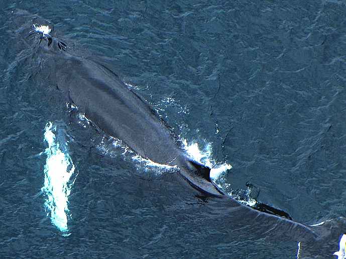 Young humpback whale with blowholes clearly visible