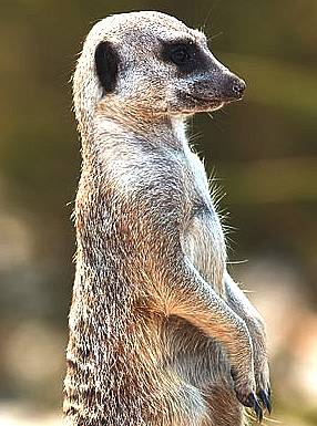 A Meerkat paws together 