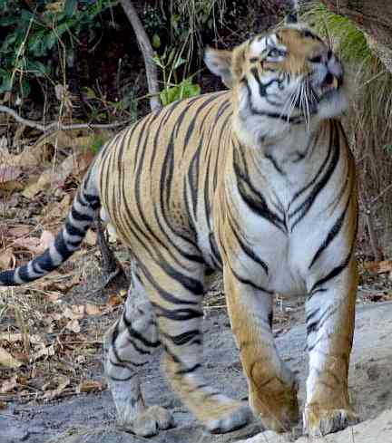 Royal Bengal tiger