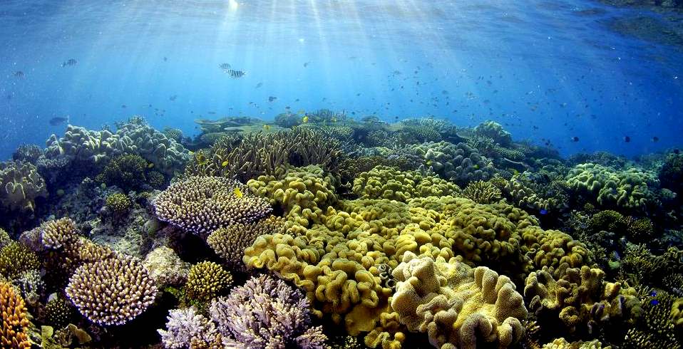 Marine life on a coral reef