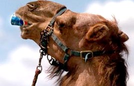 Camel drinking from pepsi can