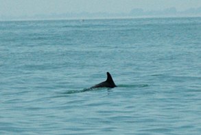 Dave the Dolphin at Sandgate in Kent