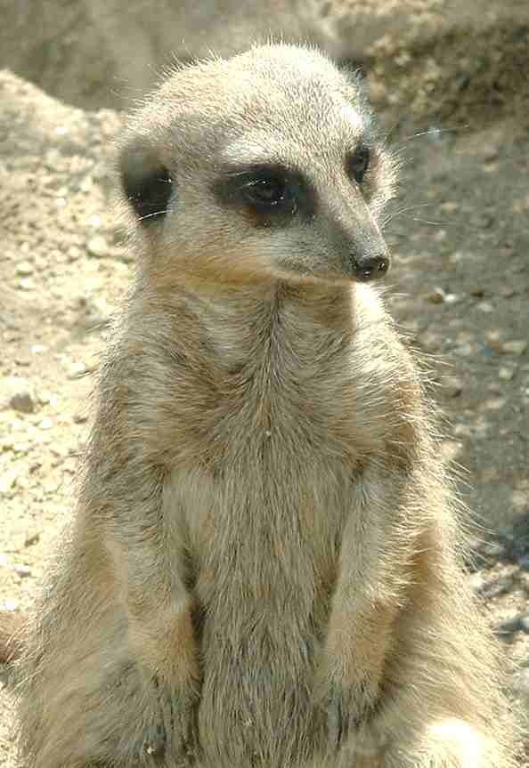 Drusillas zoo amusement park near Alfriston Sussex, Meercat