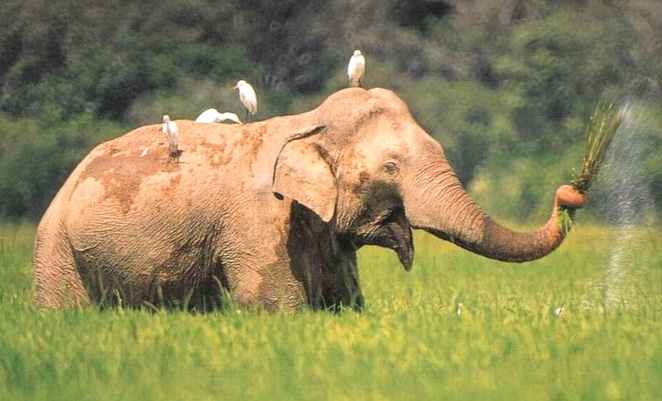 Elephant eating grass with a friend