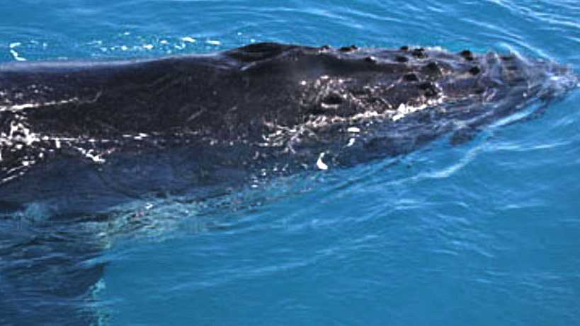 Head of a young humpback whale 