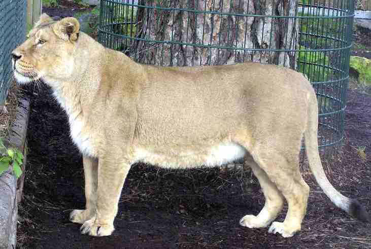 Asiatic lioness, panthera leo persica, or pussy cat