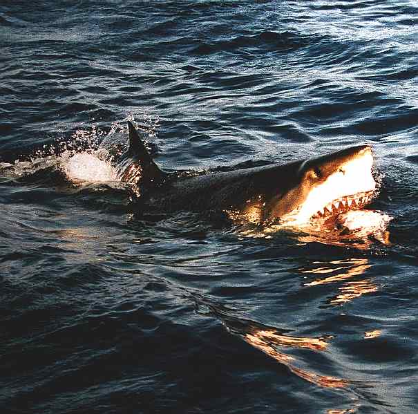 A great white shark jaws open