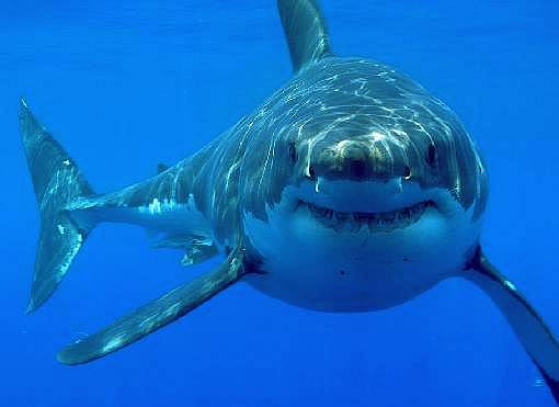 A Great White shark named Bruce coming in for a closer look, fish are friends, not food