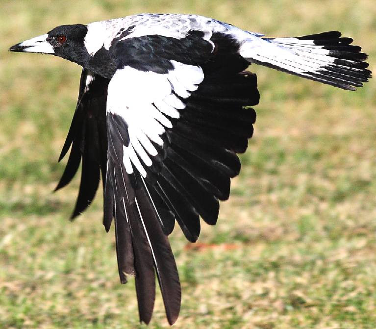 Scavenging magpies - Pevensey Levels and Natural England fraudsters. Allan Dewitt, ornithologist and biased witness