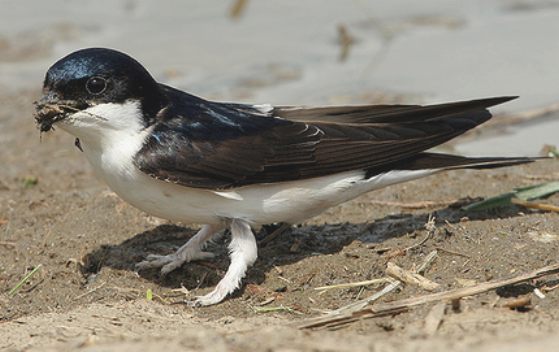 House Martin gathering nest material