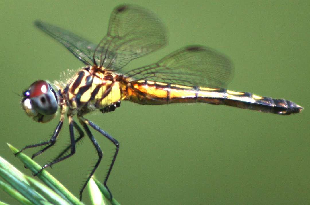 Dragonfly landing and takeoff