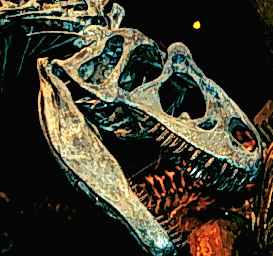 Allosaurus dinosaur skull