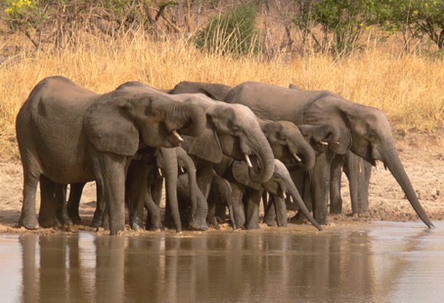 West African elephant in Keran national park, Togo