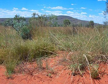 Central Mount Stuart