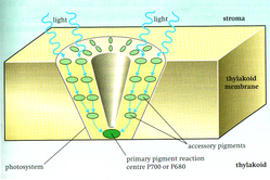 A photosystem: a light-harvesting cluster of photosynthetic pigments in a chloroplast thylakoid membrane.